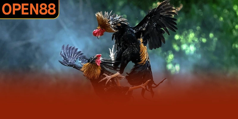 Trải nghiệm xem chọi kê tại Đá Gà OPEN88 cực sắc nét