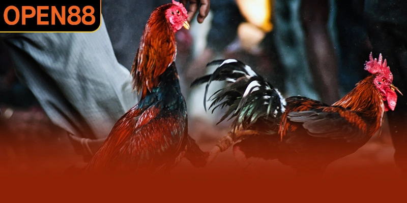 Đá gà đòn chú trọng thể lực thay vì vũ khí