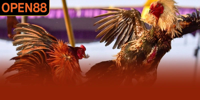 Chế độ dinh dưỡng cần điều chỉnh theo giai đoạn huấn luyện